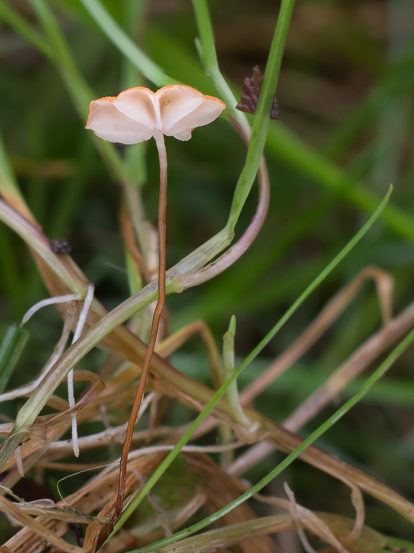 Marasmius curreyi